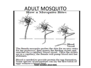 ADULT MOSQUITO
TONY SCARIA 2010 KMC
 