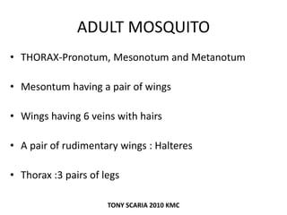 ADULT MOSQUITO
• THORAX-Pronotum, Mesonotum and Metanotum
• Mesontum having a pair of wings
• Wings having 6 veins with hairs
• A pair of rudimentary wings : Halteres
• Thorax :3 pairs of legs
TONY SCARIA 2010 KMC
 