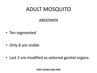 ADULT MOSQUITO
ABDOMEN
• Ten segmented
• Only 8 are visible
• Last 2 are modified as external genital organs.
TONY SCARIA 2010 KMC
 
