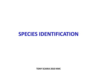 SPECIES IDENTIFICATION
TONY SCARIA 2010 KMC
 