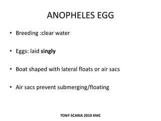 ANOPHELES EGG
• Breeding :clear water
• Eggs: laid singly
• Boat shaped with lateral floats or air sacs
• Air sacs prevent submerging/floating
TONY SCARIA 2010 KMC
 