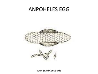 ANPOHELES EGG
TONY SCARIA 2010 KMC
 
