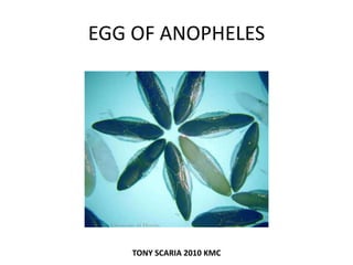 EGG OF ANOPHELES
TONY SCARIA 2010 KMC
 