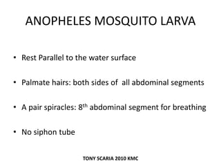 ANOPHELES MOSQUITO LARVA
• Rest Parallel to the water surface
• Palmate hairs: both sides of all abdominal segments
• A pair spiracles: 8th abdominal segment for breathing
• No siphon tube
TONY SCARIA 2010 KMC
 