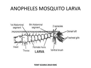ANOPHELES MOSQUITO LARVA
TONY SCARIA 2010 KMC
 