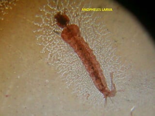 ANOPHELES LARVA
TONY SCARIA 2010 KMC
 