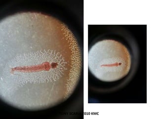 TONY SCARIA 2010 KMC
 