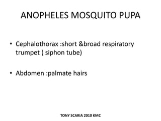 ANOPHELES MOSQUITO PUPA
• Cephalothorax :short &broad respiratory
trumpet ( siphon tube)
• Abdomen :palmate hairs
TONY SCARIA 2010 KMC
 