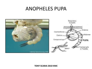ANOPHELES PUPA
TONY SCARIA 2010 KMC
 