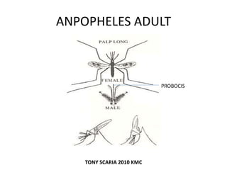 ANPOPHELES ADULT
PROBOCIS
TONY SCARIA 2010 KMC
 