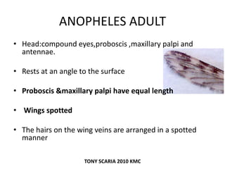 ANOPHELES ADULT
• Head:compound eyes,proboscis ,maxillary palpi and
antennae.
• Rests at an angle to the surface
• Proboscis &maxillary palpi have equal length
• Wings spotted
• The hairs on the wing veins are arranged in a spotted
manner
TONY SCARIA 2010 KMC
 