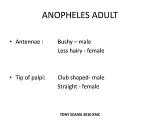 ANOPHELES ADULT
• Antennae : Bushy – male
Less hairy - female
• Tip of palpi: Club shaped- male
Straight - female
TONY SCARIA 2010 KMC
 
