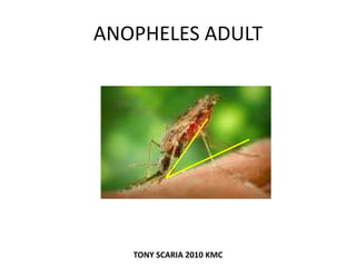 ANOPHELES ADULT
TONY SCARIA 2010 KMC
 