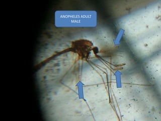 ANOPHELES ADULT
MALE
TONY SCARIA 2010 KMC
 