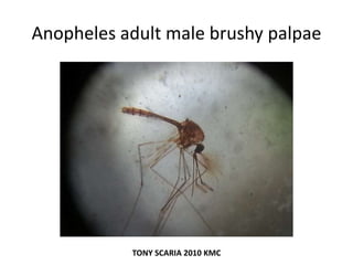 Anopheles adult male brushy palpae
TONY SCARIA 2010 KMC
 