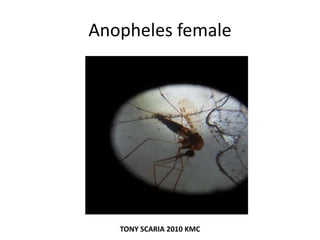 Anopheles female
TONY SCARIA 2010 KMC
 