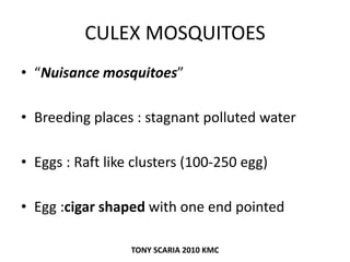 CULEX MOSQUITOES
• “Nuisance mosquitoes”
• Breeding places : stagnant polluted water
• Eggs : Raft like clusters (100-250 egg)
• Egg :cigar shaped with one end pointed
TONY SCARIA 2010 KMC
 