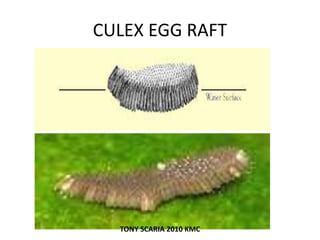 CULEX EGG RAFT
TONY SCARIA 2010 KMC
 