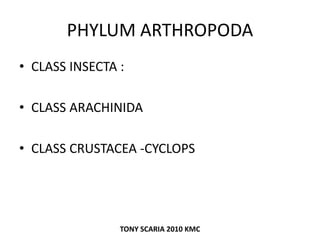 PHYLUM ARTHROPODA
• CLASS INSECTA :
• CLASS ARACHINIDA
• CLASS CRUSTACEA -CYCLOPS
TONY SCARIA 2010 KMC
 
