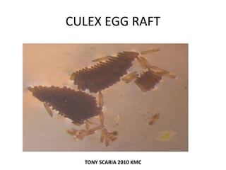 CULEX EGG RAFT
TONY SCARIA 2010 KMC
 