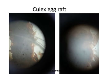 Culex egg raft
TONY SCARIA 2010 KMC
 