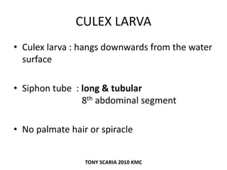 CULEX LARVA
• Culex larva : hangs downwards from the water
surface
• Siphon tube : long & tubular
8th abdominal segment
• No palmate hair or spiracle
TONY SCARIA 2010 KMC
 