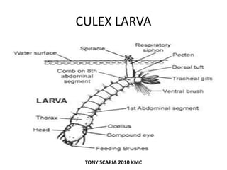 CULEX LARVA
TONY SCARIA 2010 KMC
 