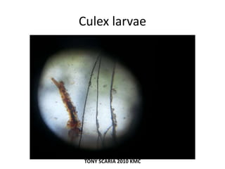 Culex larvae
TONY SCARIA 2010 KMC
 