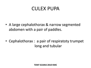CULEX PUPA
• A large cephalothorax & narrow segmented
abdomen with a pair of paddles.
• Cephalothorax : a pair of respiratoty trumpet
long and tubular
TONY SCARIA 2010 KMC
 