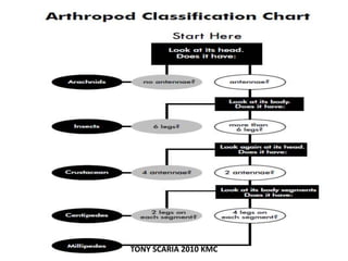 TONY SCARIA 2010 KMC
 