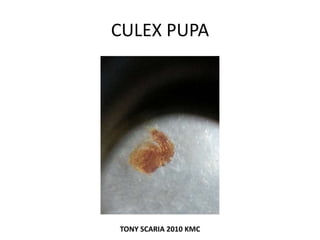 CULEX PUPA
TONY SCARIA 2010 KMC
 