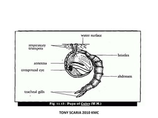 TONY SCARIA 2010 KMC
 