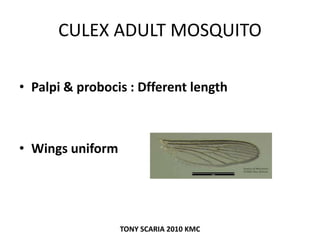 CULEX ADULT MOSQUITO
• Palpi & probocis : Dfferent length
• Wings uniform
TONY SCARIA 2010 KMC
 