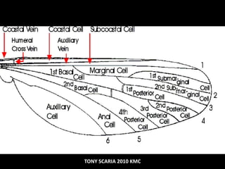 TONY SCARIA 2010 KMC
 