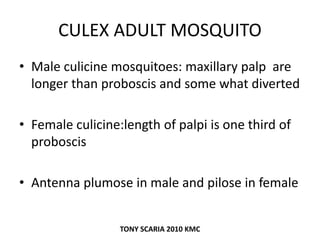 CULEX ADULT MOSQUITO
• Male culicine mosquitoes: maxillary palp are
longer than proboscis and some what diverted
• Female culicine:length of palpi is one third of
proboscis
• Antenna plumose in male and pilose in female
TONY SCARIA 2010 KMC
 