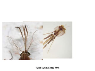 TONY SCARIA 2010 KMC
 