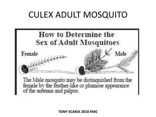 CULEX ADULT MOSQUITO
TONY SCARIA 2010 KMC
 