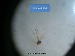 CULEX MALE HEAD
TONY SCARIA 2010 KMC
 