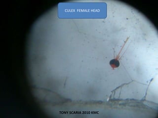 CULEX FEMALE HEAD
TONY SCARIA 2010 KMC
 