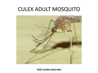 CULEX ADULT MOSQUITO
TONY SCARIA 2010 KMC
 