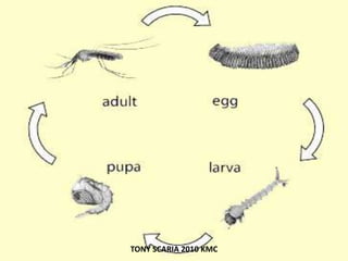 TONY SCARIA 2010 KMC
 