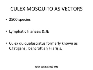 CULEX MOSQUITO AS VECTORS
• 2500 species
• Lymphatic filariasis & JE
• Culex quiquefasciatus formerly known as
C.fatigans : bancroftian Filarisis.
TONY SCARIA 2010 KMC
 