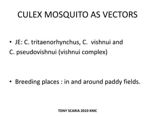CULEX MOSQUITO AS VECTORS
• JE: C. tritaenorhynchus, C. vishnui and
C. pseudovishnui (vishnui complex)
• Breeding places : in and around paddy fields.
TONY SCARIA 2010 KMC
 