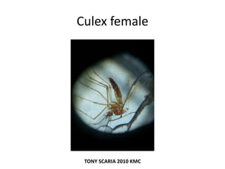 Culex female
TONY SCARIA 2010 KMC
 