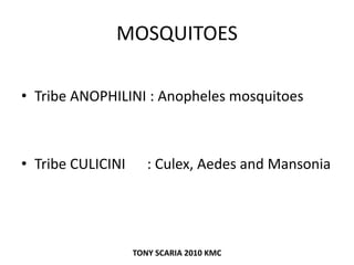 MOSQUITOES
• Tribe ANOPHILINI : Anopheles mosquitoes
• Tribe CULICINI : Culex, Aedes and Mansonia
TONY SCARIA 2010 KMC
 