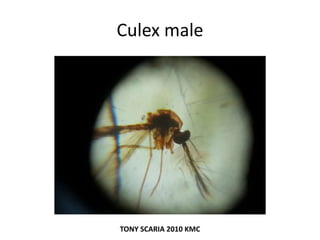 Culex male
TONY SCARIA 2010 KMC
 