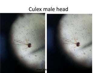 Culex male head
TONY SCARIA 2010 KMC
 