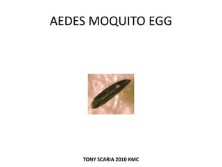 AEDES MOQUITO EGG
TONY SCARIA 2010 KMC
 