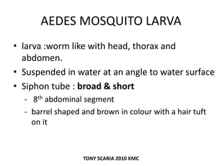 AEDES MOSQUITO LARVA
• larva :worm like with head, thorax and
abdomen.
• Suspended in water at an angle to water surface
• Siphon tube : broad & short
- 8th abdominal segment
- barrel shaped and brown in colour with a hair tuft
on it
TONY SCARIA 2010 KMC
 