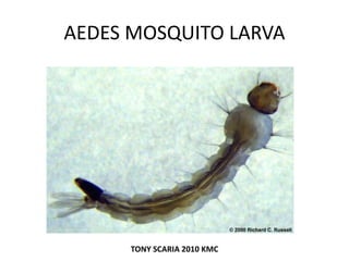 AEDES MOSQUITO LARVA
TONY SCARIA 2010 KMC
 